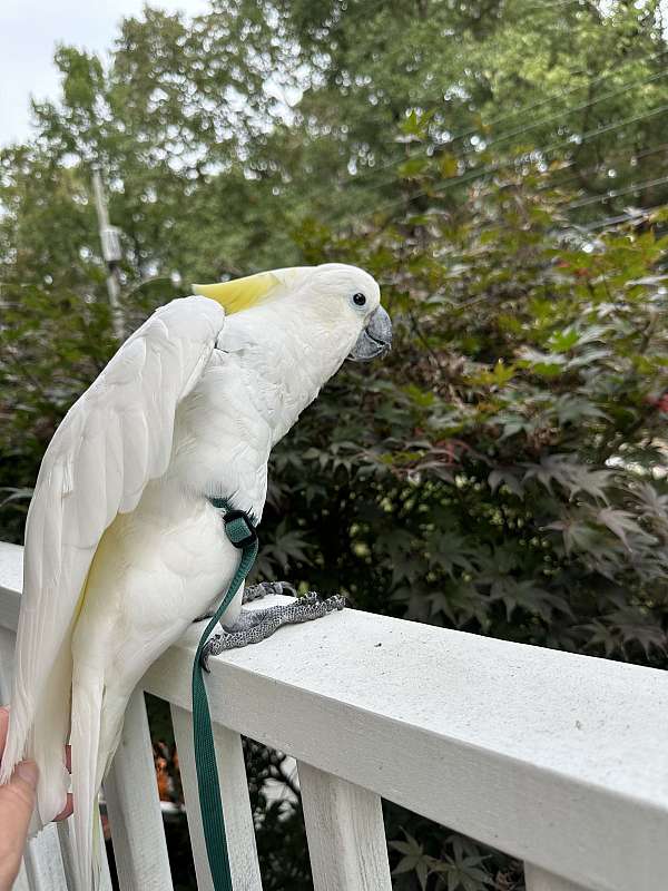 medium-large-bird-for-sale-in-virginia