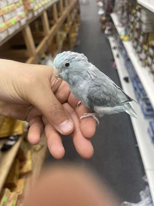 parrotlet-for-sale-in-harvey-la