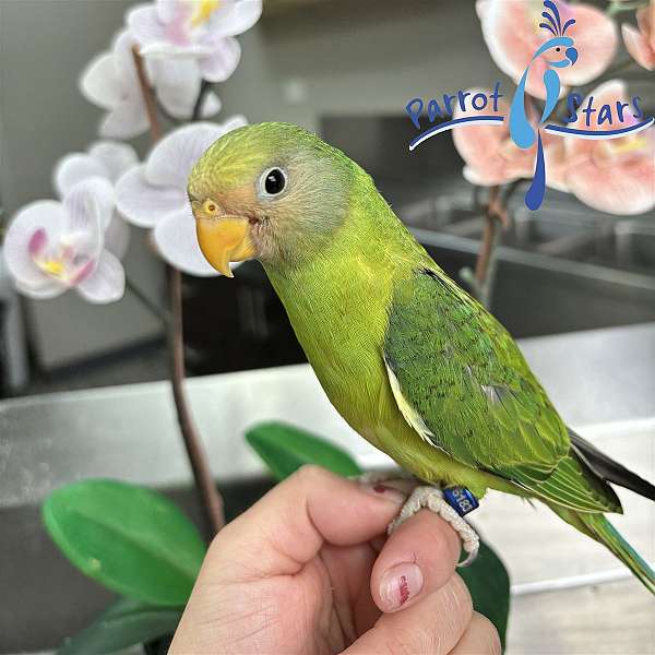 plum-head-parakeet-for-sale