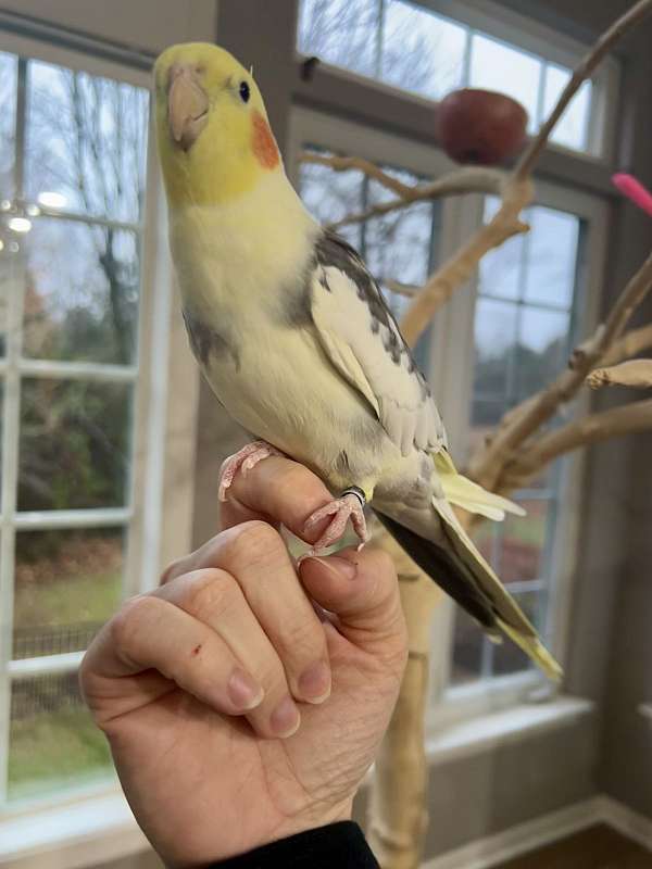 cockatiel-for-sale