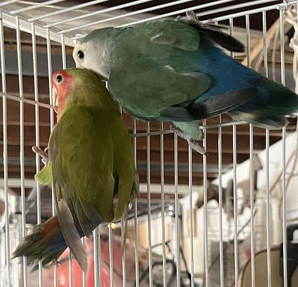 peach-faced-lovebird-for-sale