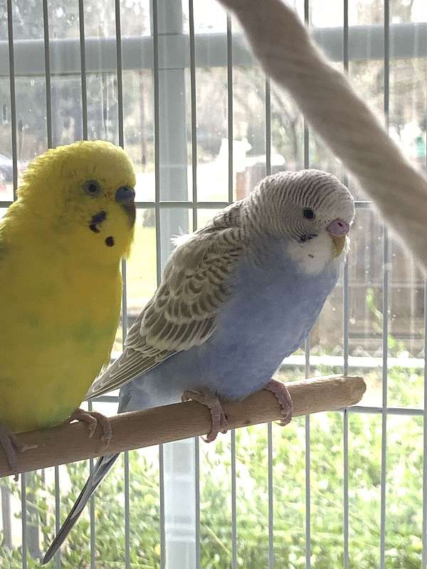 male-female-bird-for-sale-in-portland-or