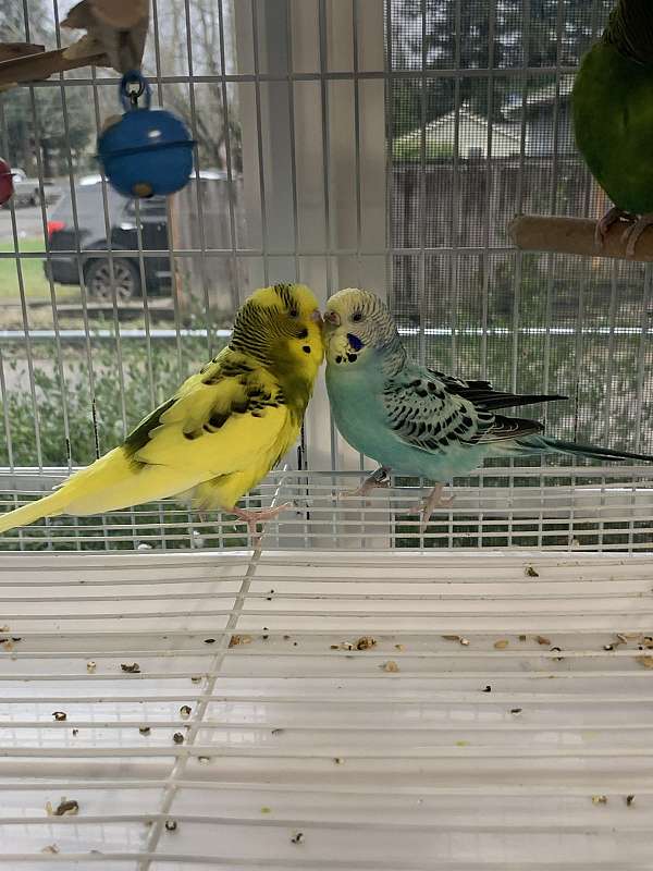 parakeet-for-sale