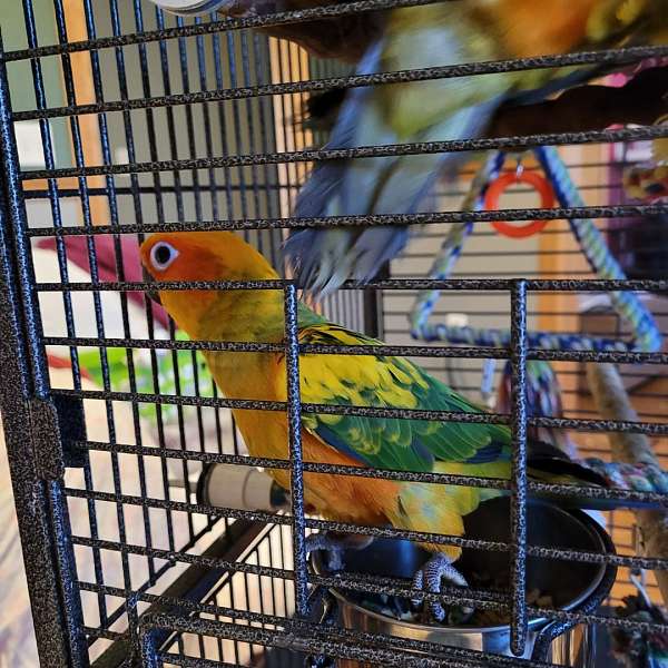 sun-conure-for-sale-in-indian-orchard-ma