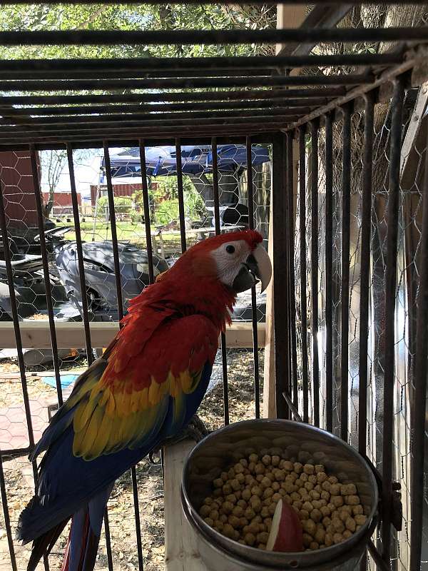 macaw-for-sale