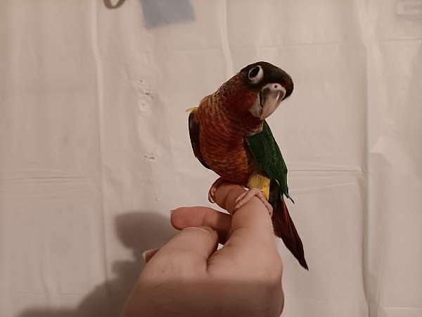 companion-talking-green-cheek-conure-for-sale