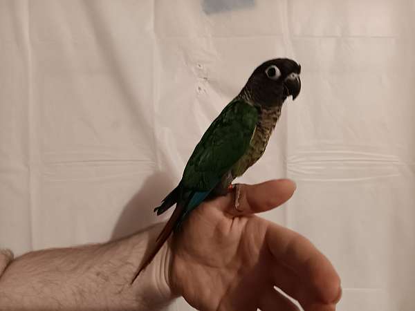 conure-for-sale