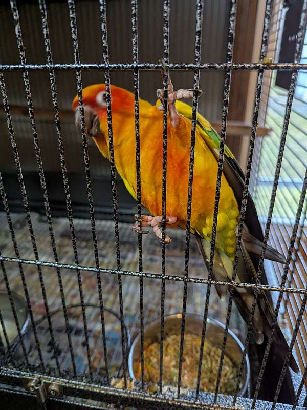 sun-conure-for-sale-in-south-williamsport-pa