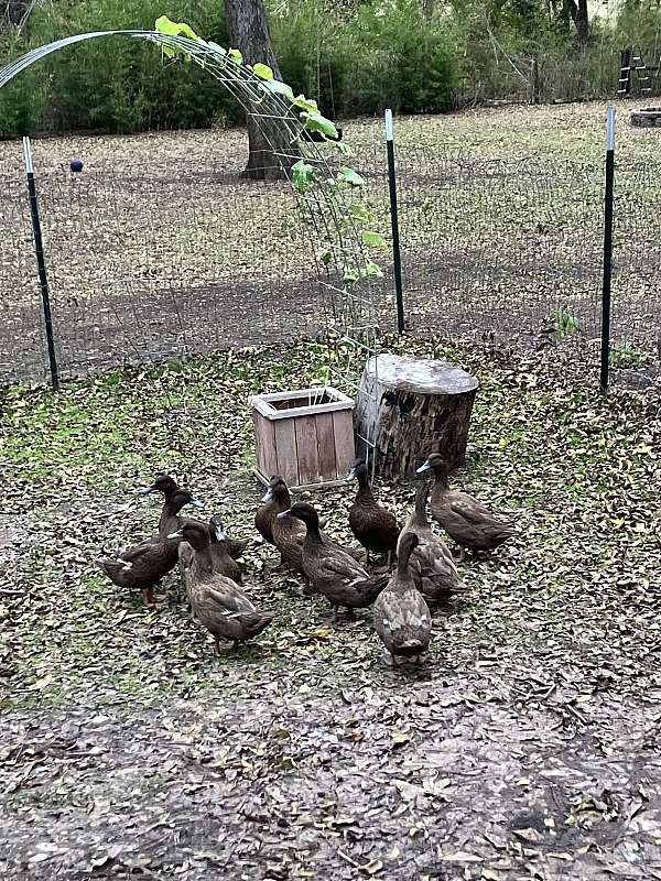 female-duck-for-sale