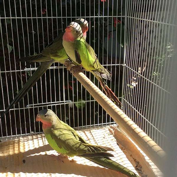 medium-princess-of-wales-parakeet-for-sale