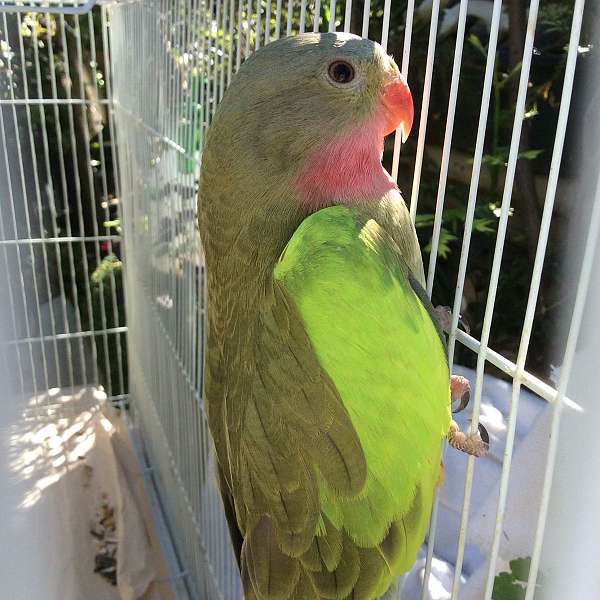 princess-of-wales-parakeet-for-sale