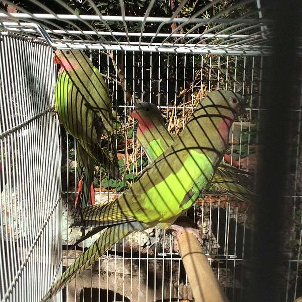 young-princess-of-wales-parakeet-for-sale