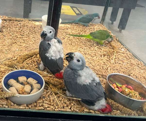 african-grey-parrot-for-sale