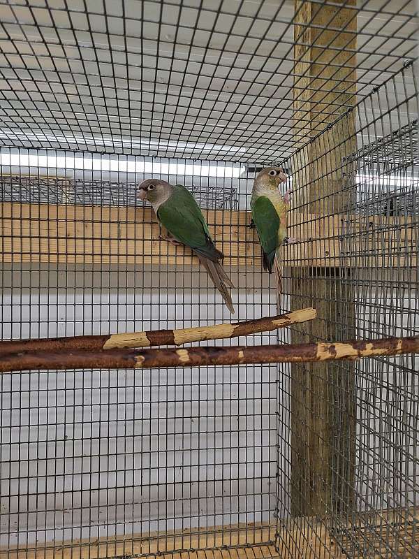 green-cheek-conure-for-sale-in-richmond-va