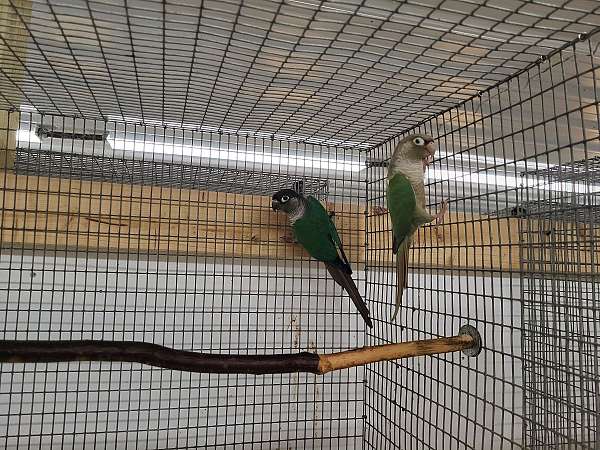 mature-green-cheek-conure-for-sale