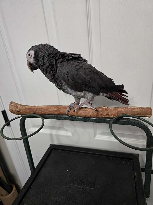 timneh-african-grey-parrot-for-sale