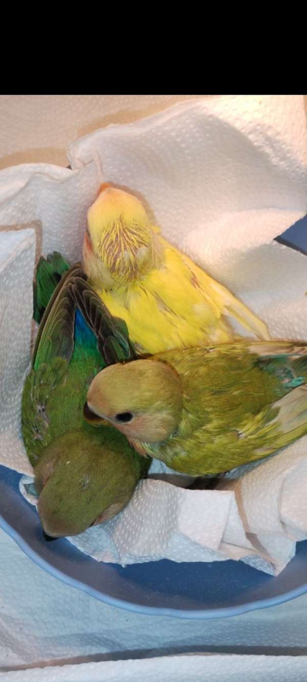 tame-bird-for-sale-in-chambersburg-pa