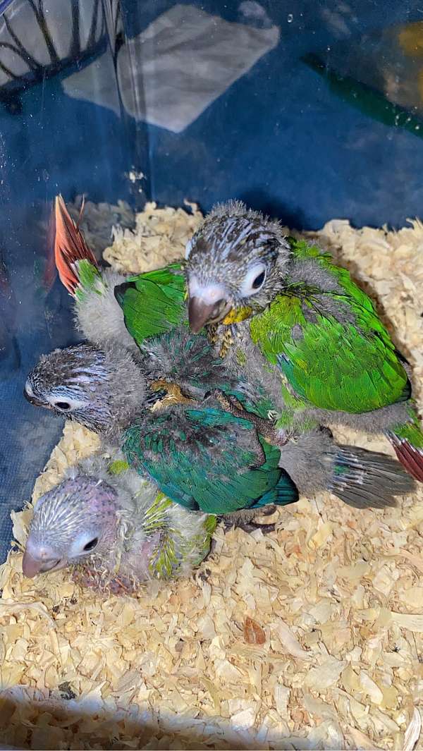 green-cheek-conure-for-sale