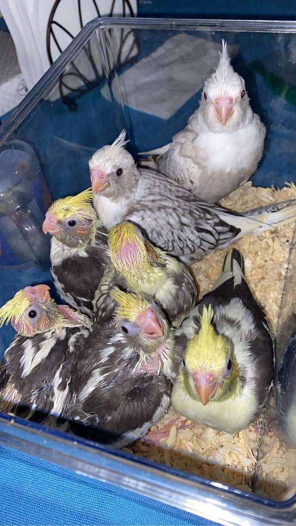 cockatiel-for-sale