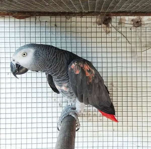 congo-african-grey-parrot-for-sale