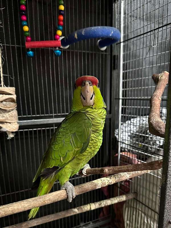 lilac-crown-amazon-parrot-for-sale-in-lenoir-nc