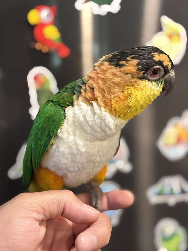 caique-for-sale-in-hutto-tx