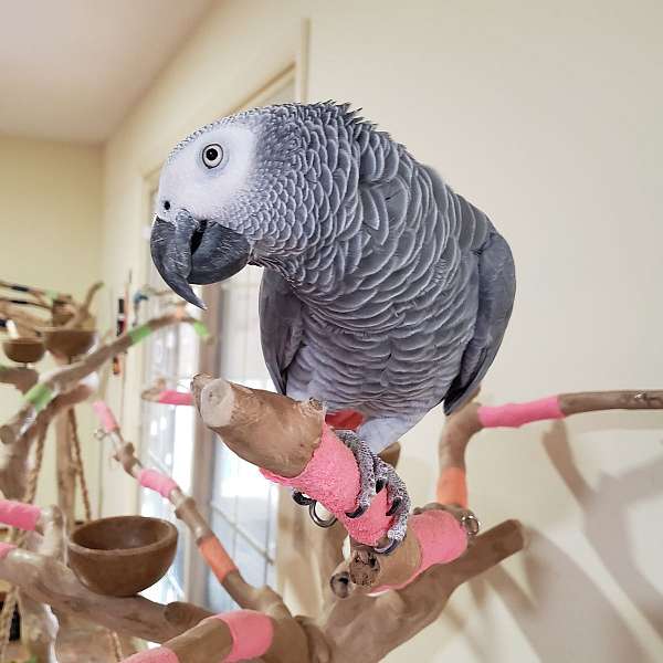 african-grey-parrot-for-sale-in-pittsboro-nc