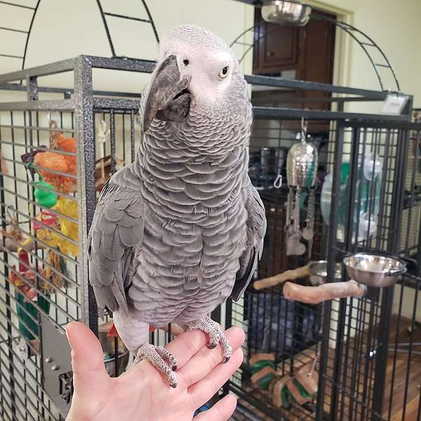 parrot-for-sale-in-pittsboro-nc