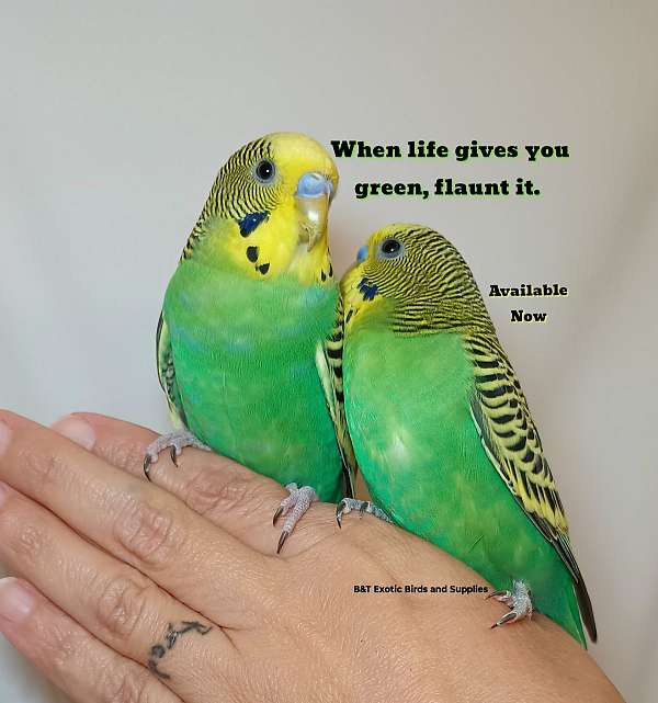 parakeet-for-sale