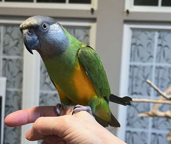 senegal-poicephalus-parrots-for-sale