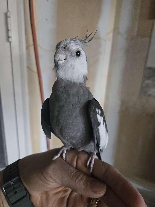 cockatiel-for-sale