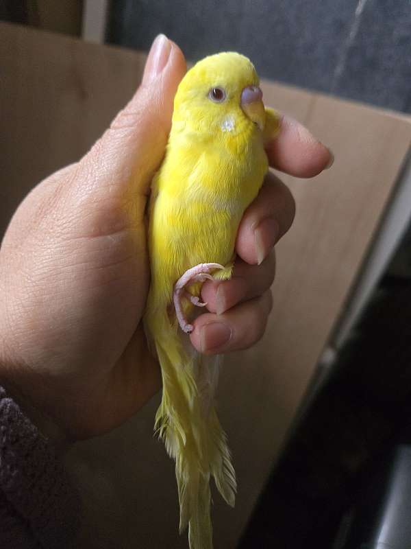 parakeet-for-sale