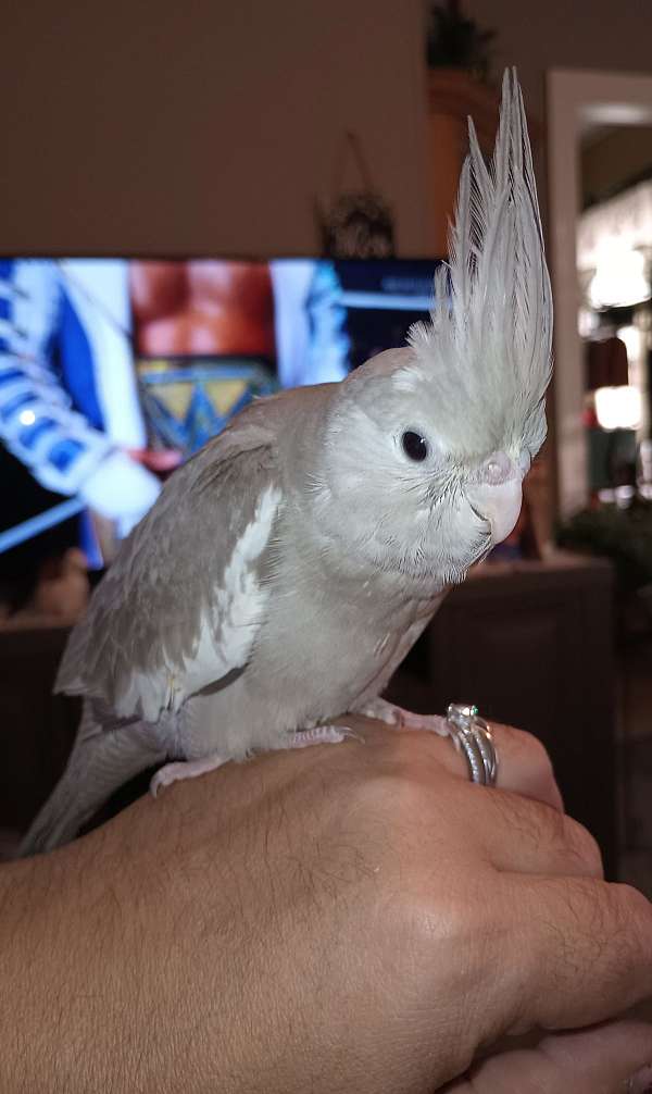 cockatiel-for-sale