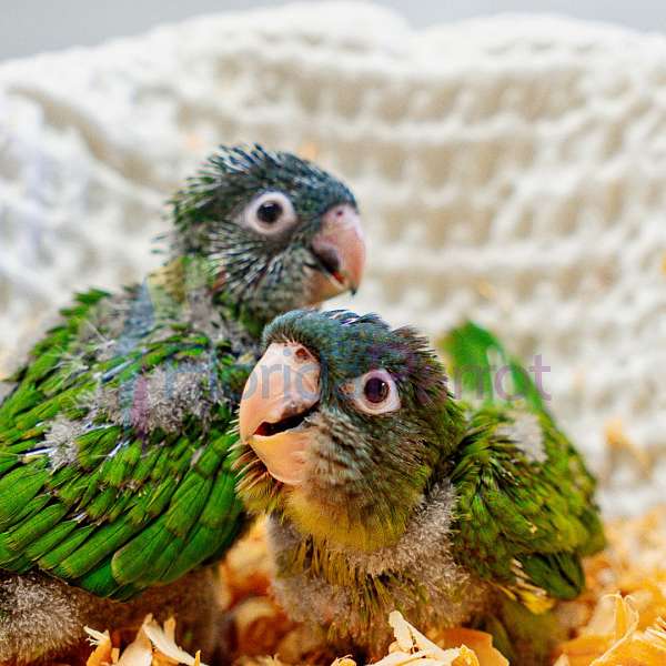 homing-blue-crown-conure-for-sale