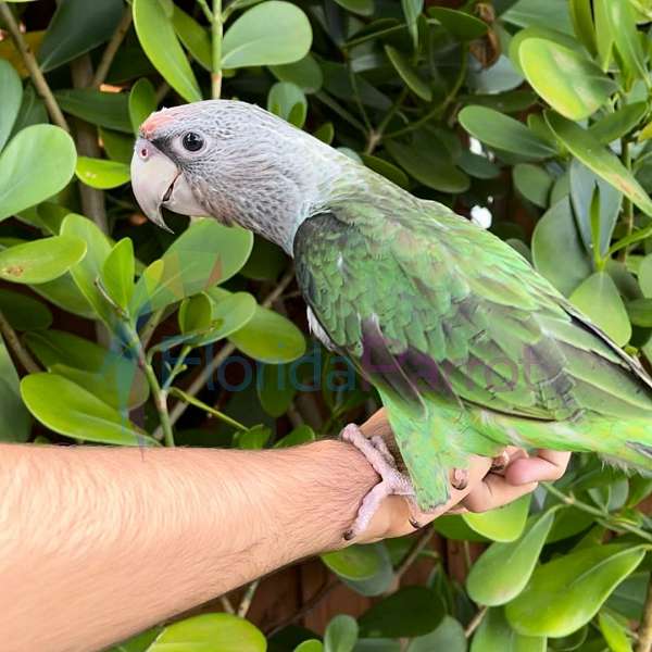 parrot-for-sale