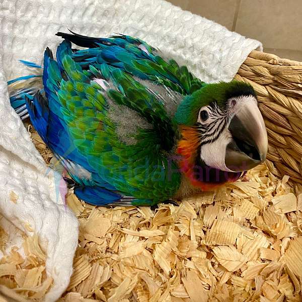 hybrid-macaw-for-sale