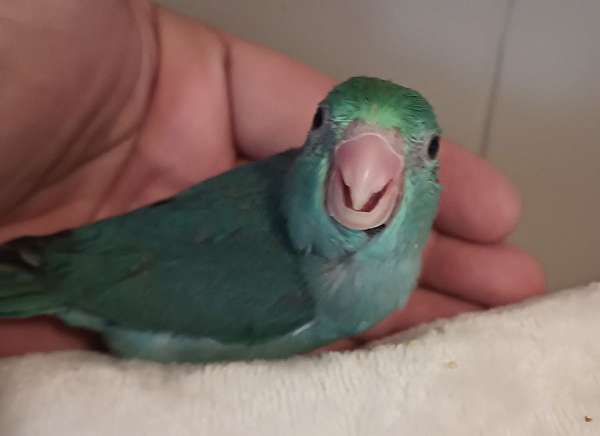 blue-green-parrot-parrotlet-for-sale