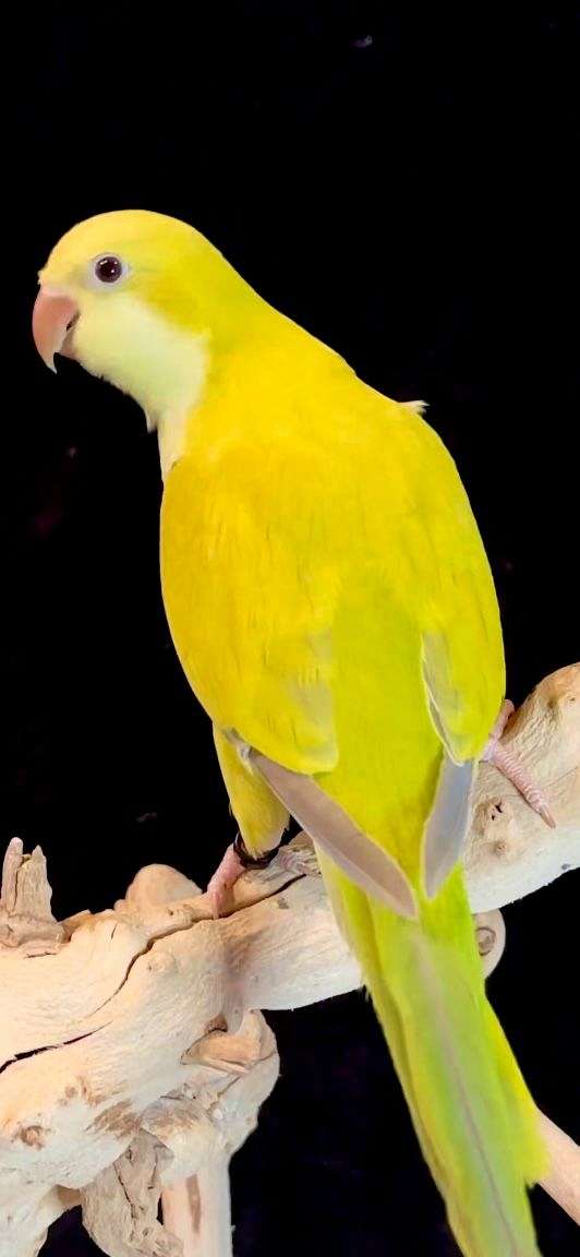 opaline-bird-for-sale-in-vidor-tx