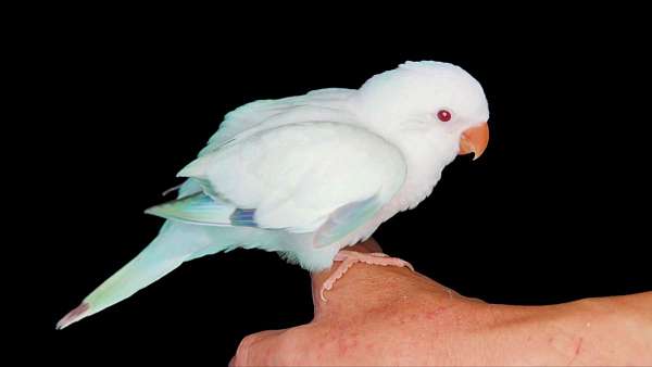 blue-bird-for-sale-in-vidor-tx