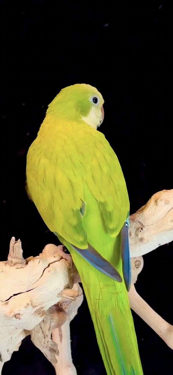 yellow-bird-for-sale-in-vidor-tx