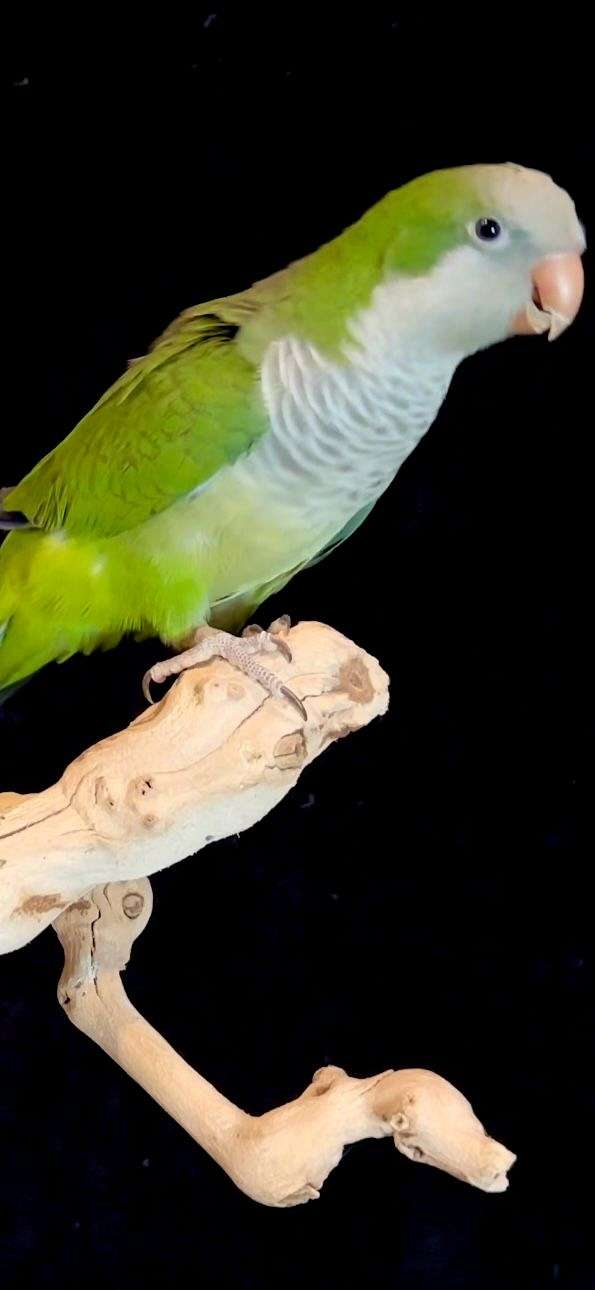 green-bird-for-sale-in-vidor-tx