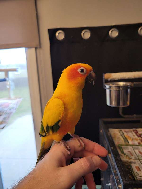 sun-conure-for-sale