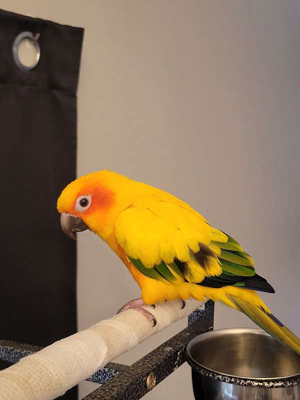 green-sun-conure-for-sale