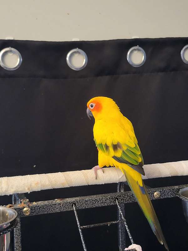 orange-sun-conure-for-sale