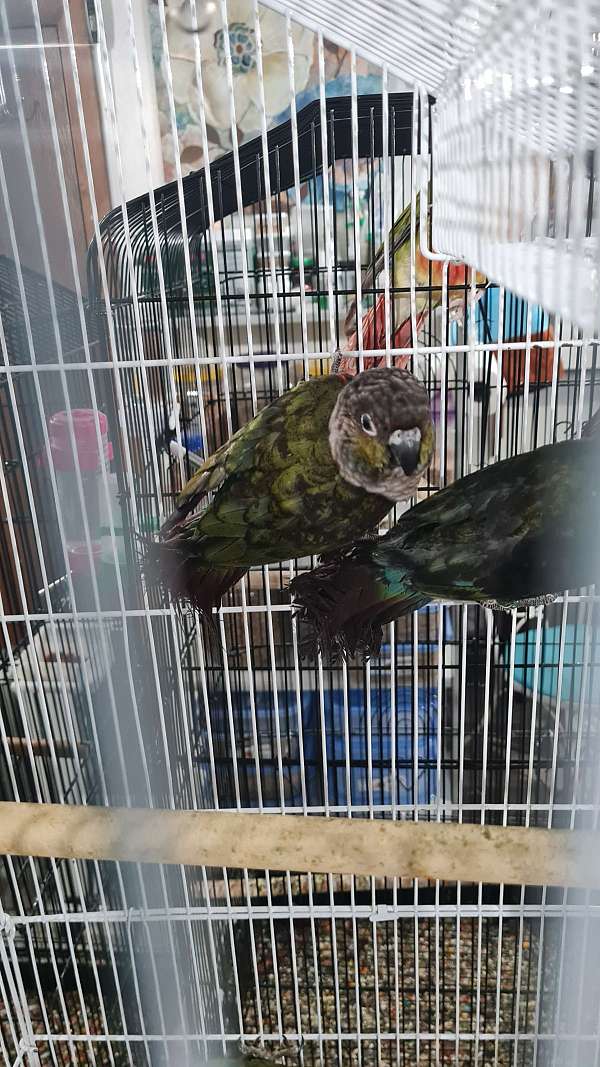 canary-conure-for-sale