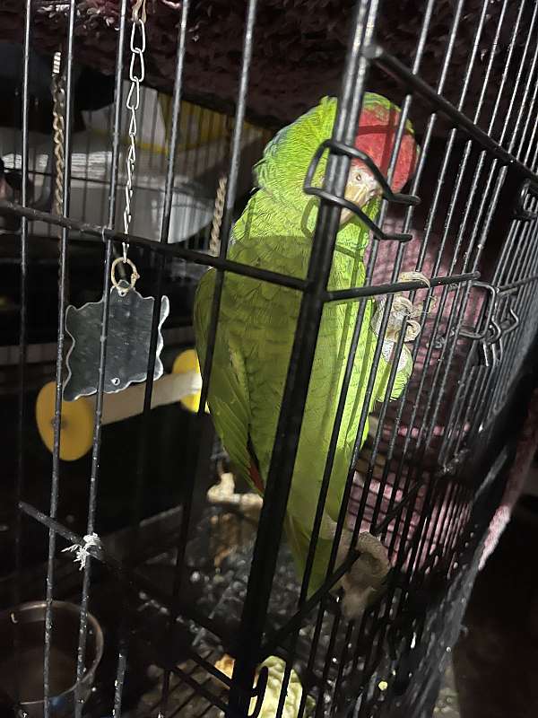 mexican-red-amazon-parrot-for-sale-in-ontario-ca