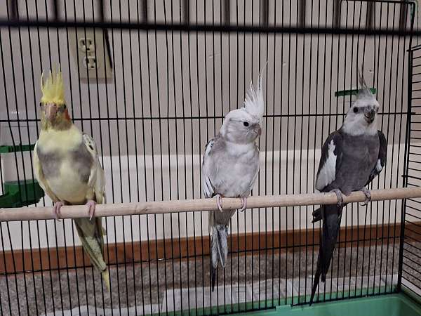 cockatiel-for-sale-in-south-windsor-ct