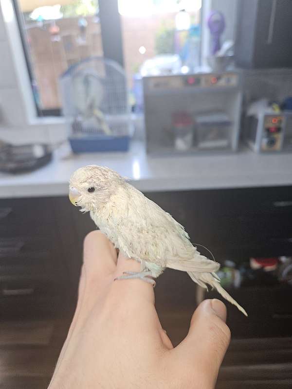 parakeet-for-sale-in-las-vegas-nv