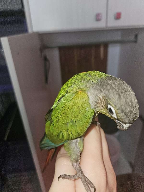 green-cheek-conure-for-sale