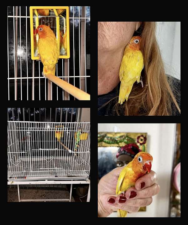 fischers-lovebird-for-sale